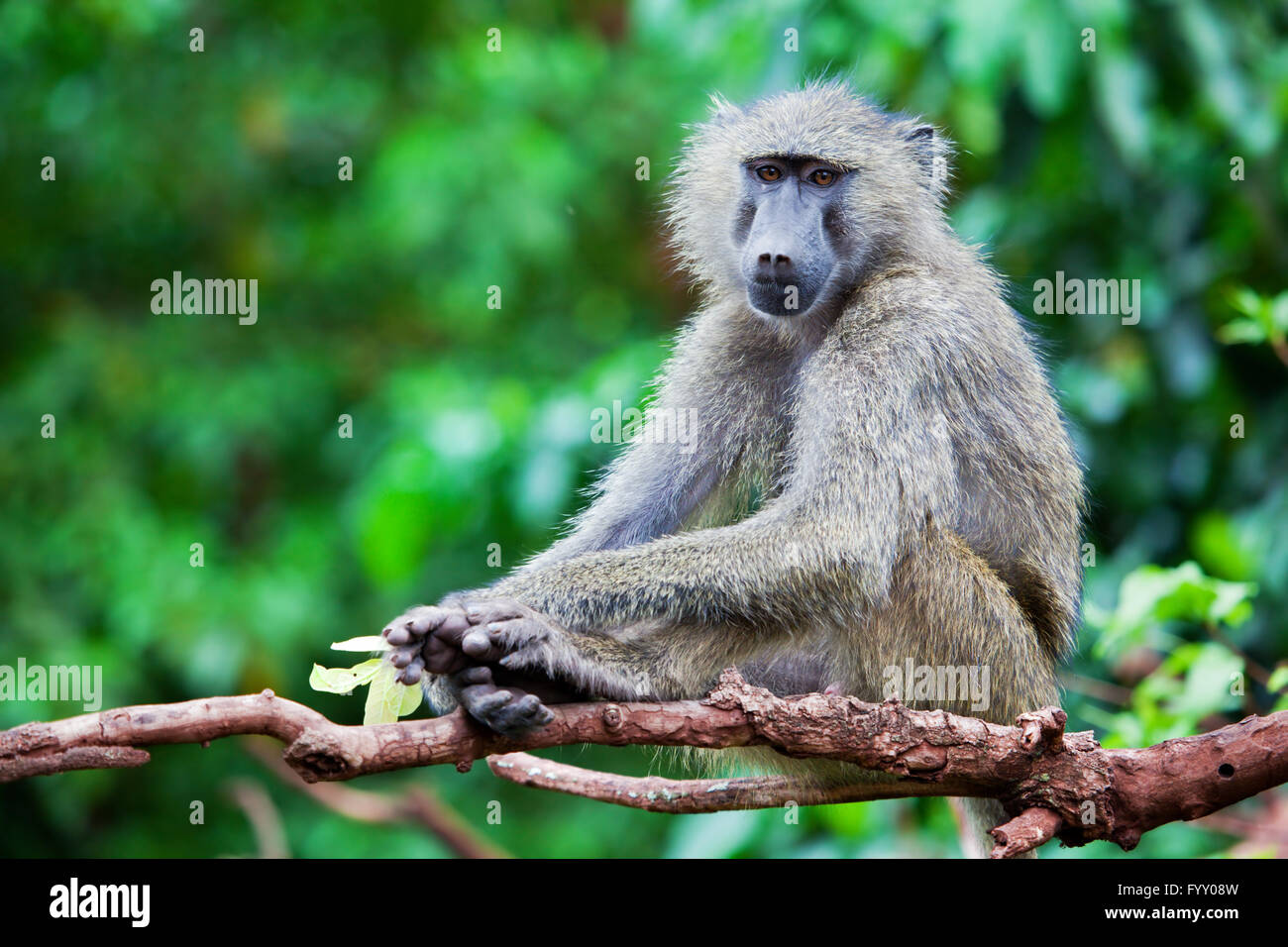 Baboon monkey in African bush Stock Photo