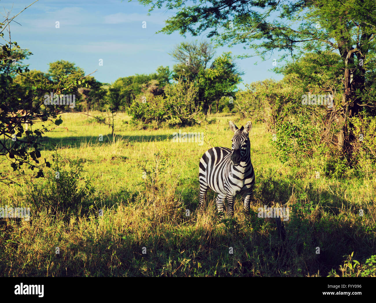Zebra in grass on African savanna. Stock Photo