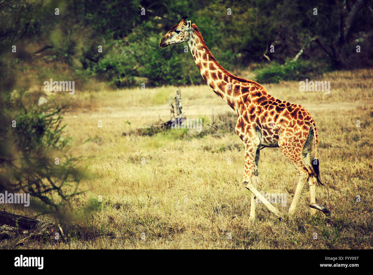 Giraffe on African savanna Stock Photo
