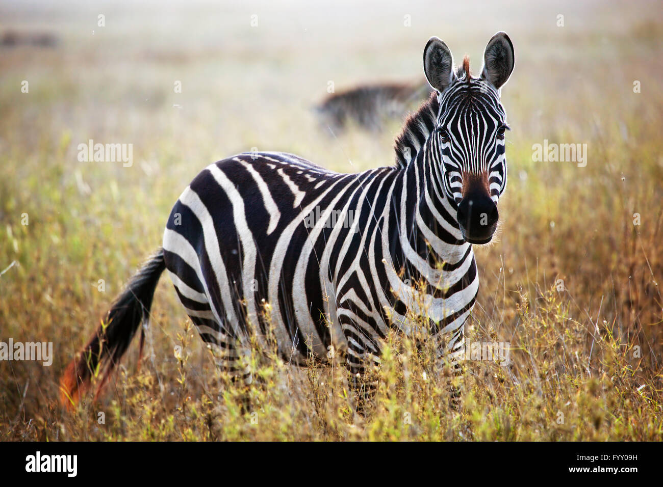 Zebra portrait on African savanna. Stock Photo
