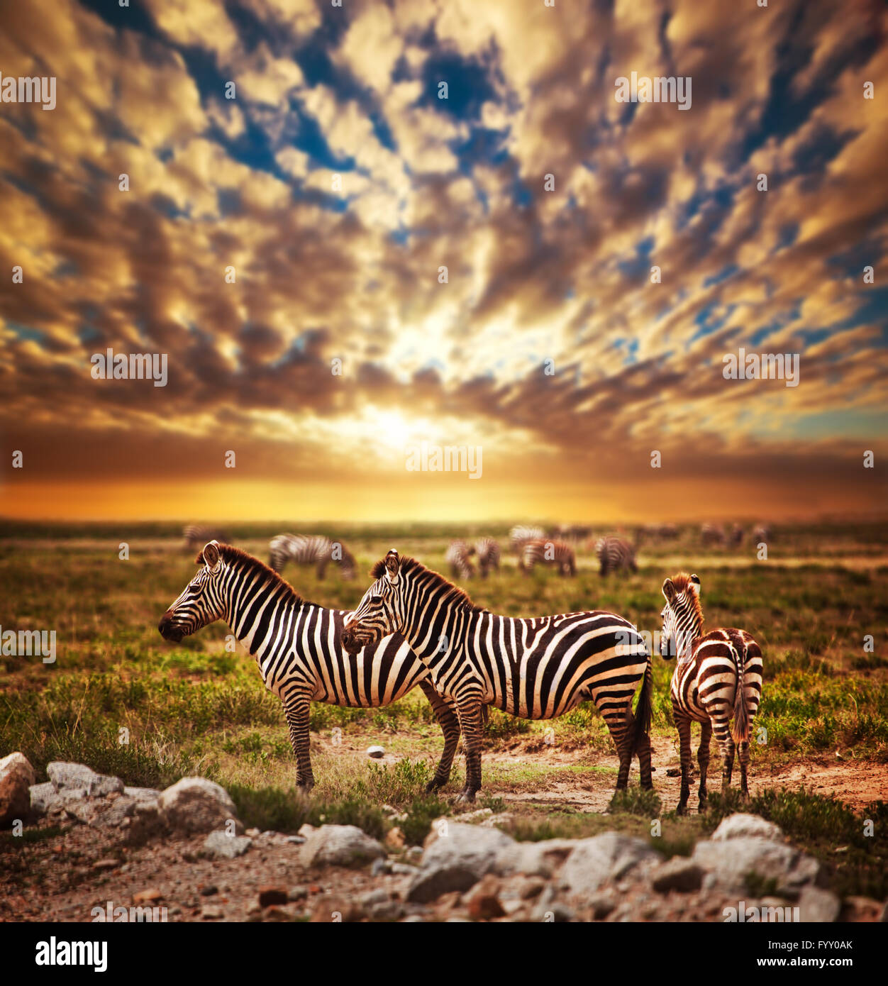 Zebras herd on African savanna at sunset. Stock Photo
