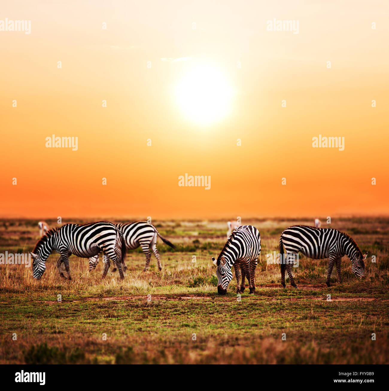 Zebras herd on African savanna at sunset. Stock Photo