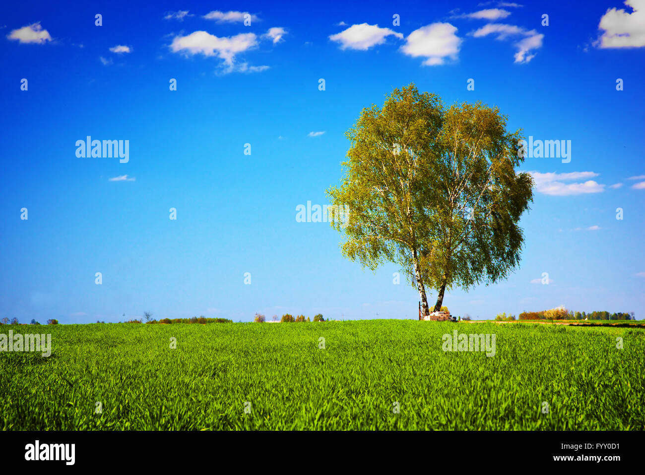 Green field landscape with a single tree. Stock Photo