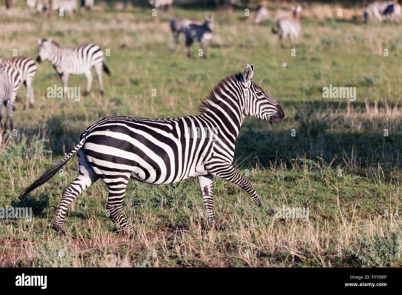 Zebra on savanna Stock Photo