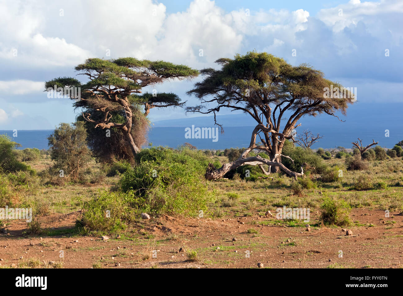 Savanna landscape and its flora in Africa Stock Photo