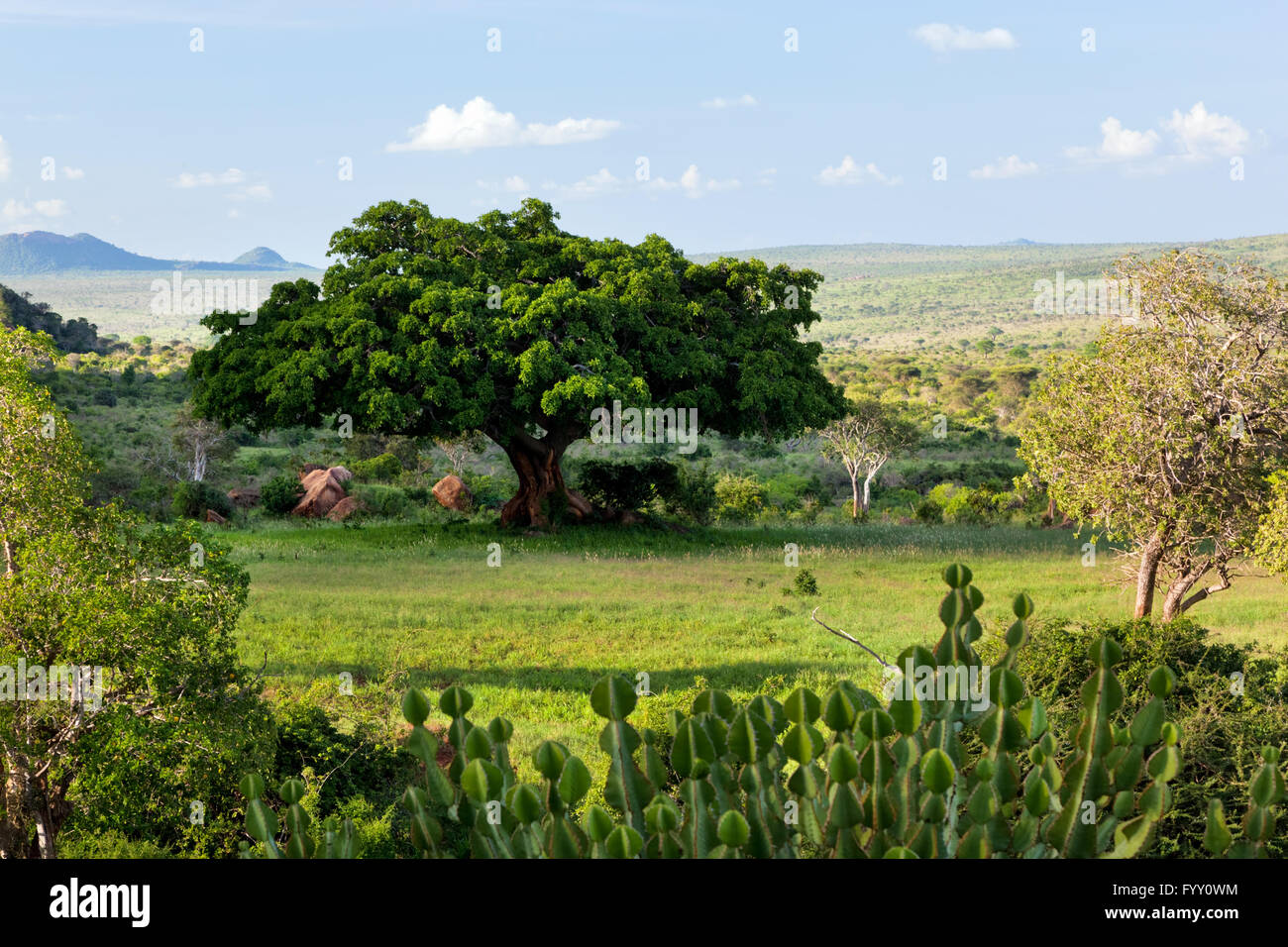 Lush savanna Stock Photo