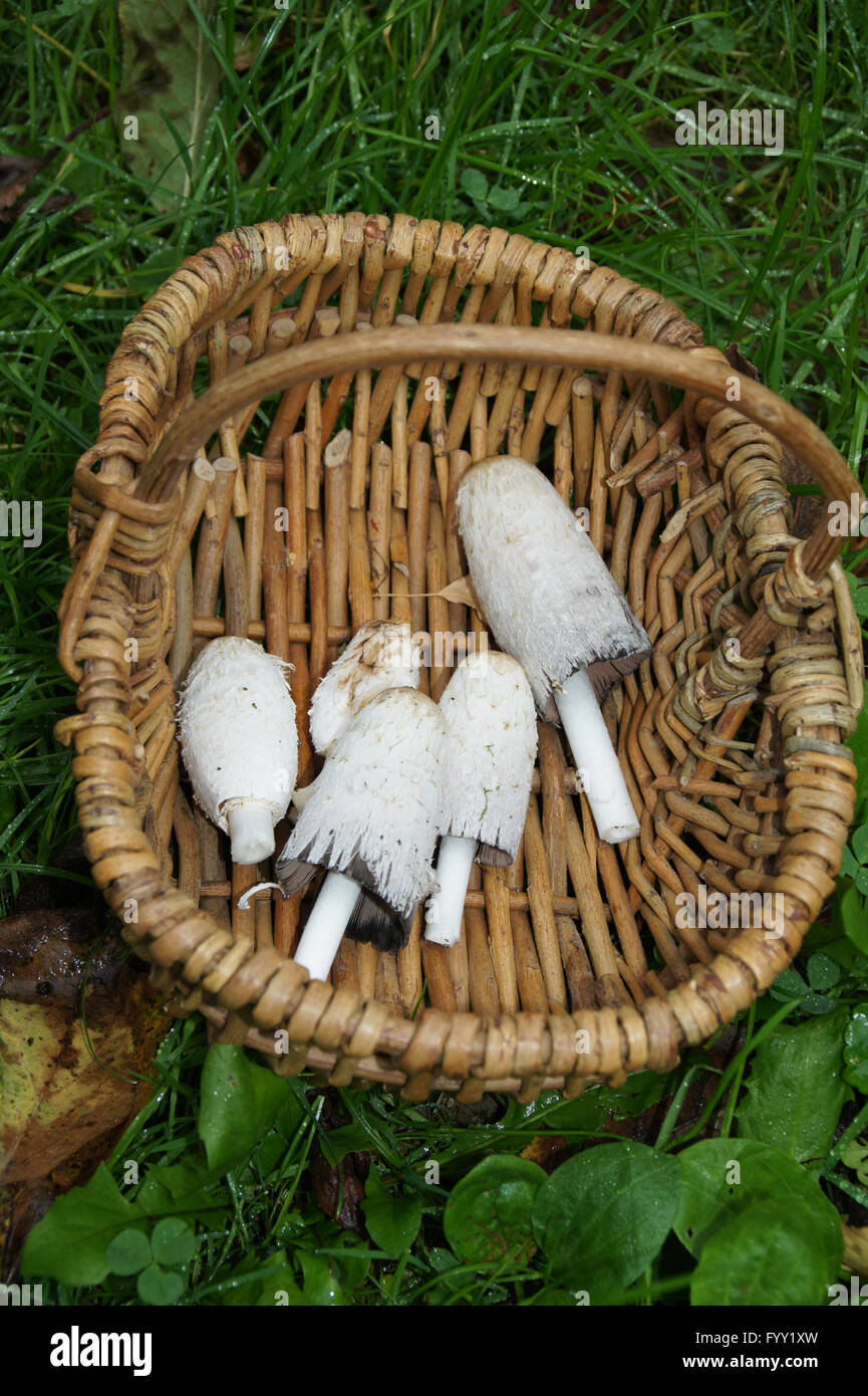 Cooking shaggy ink cap soup Stock Photo