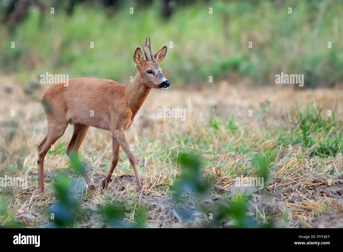 Buck deer in the wild Stock Photo