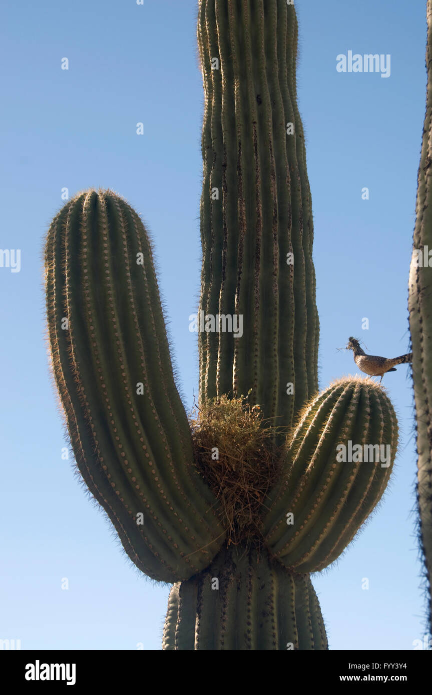 Bird Nest and bird in Cactus  Saguaro Stock Photo