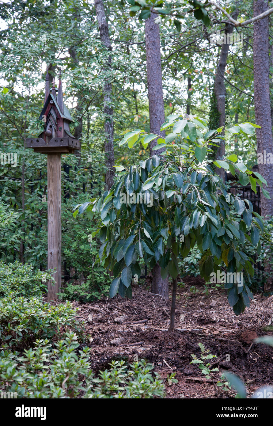 Diospyros virginiana, MAGIC FOUNTAIN,Persimmon, weeping tree Stock Photo