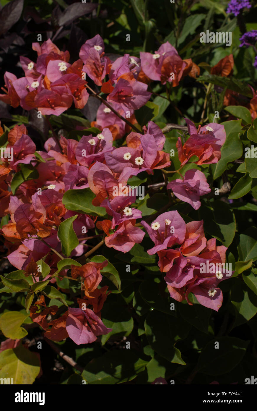 Bougainvillea x battiana, paper flower, pink, vine, tropical, Stock Photo