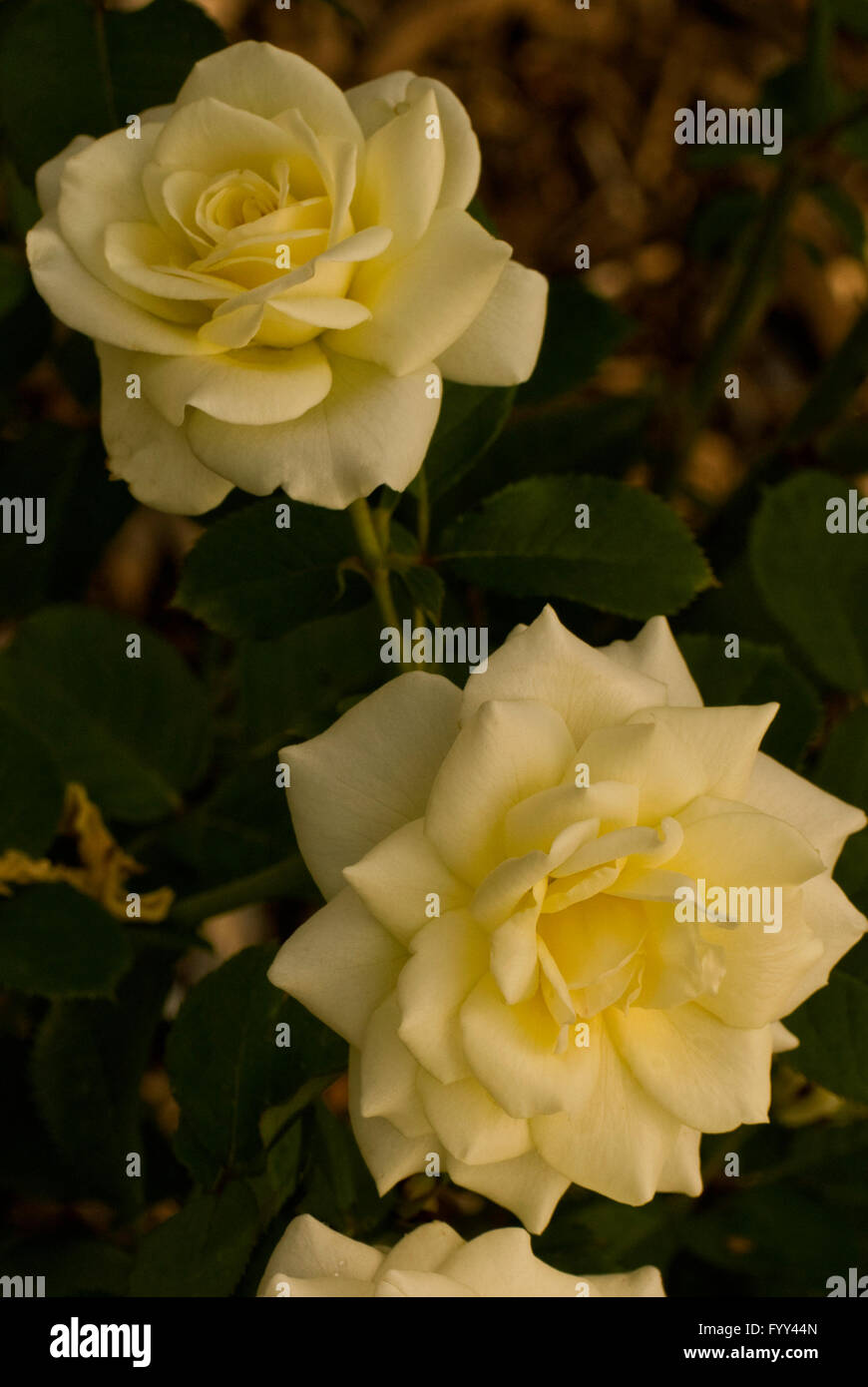 Rose, Rosa Garden Party Stock Photo Alamy