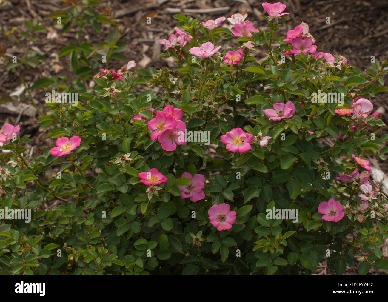 Rose, Rosa KOSMOS, korpriggos , floribunda Stock Photo