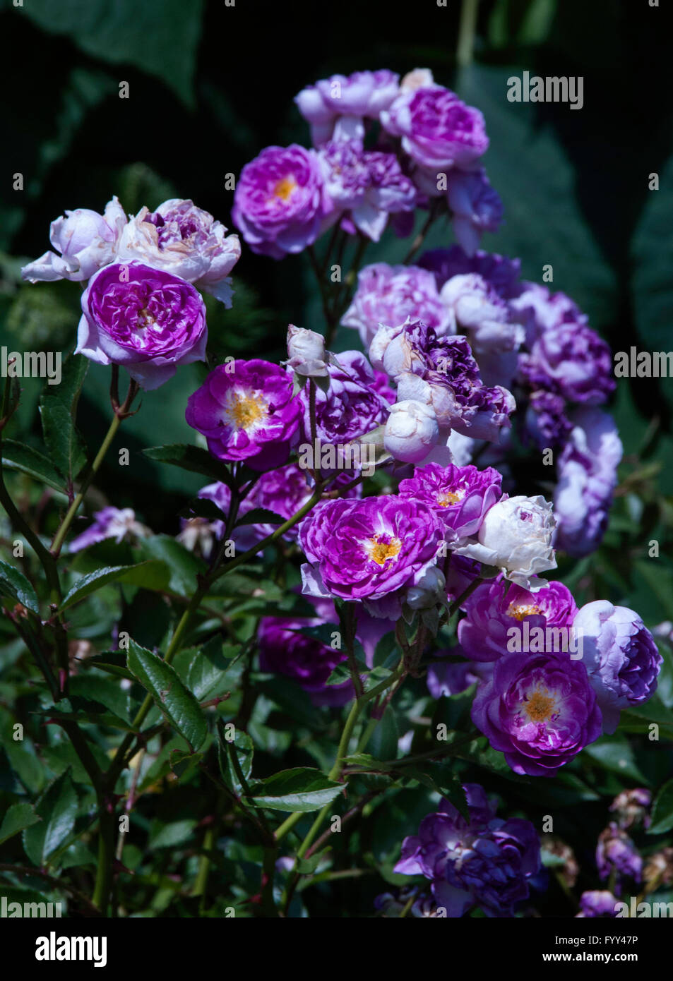 Gorgeous hi-res stock photography and images - Alamy