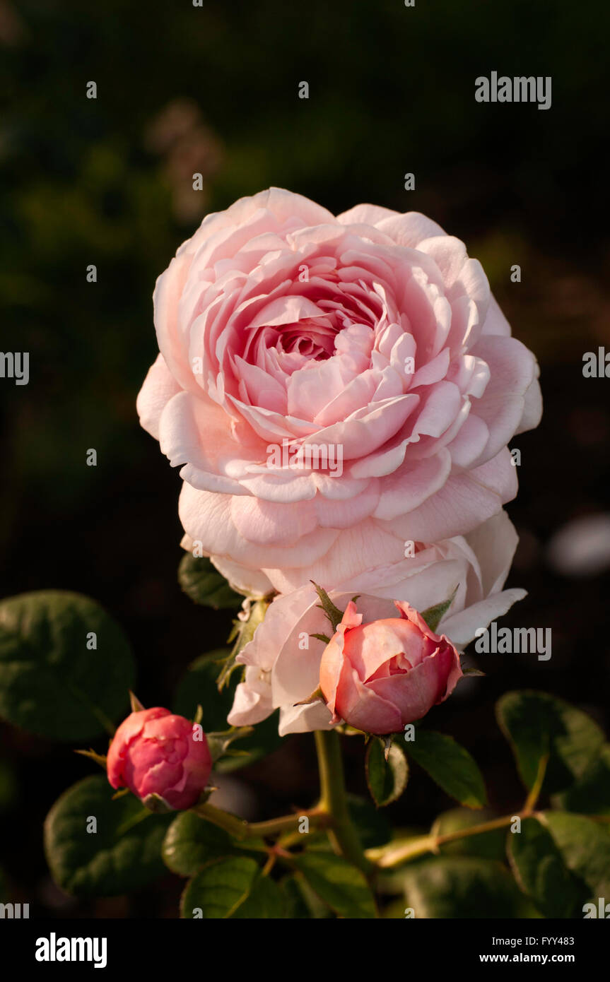 Rose,QUEEN OF SWEDEN rosa,  English rose, Stock Photo
