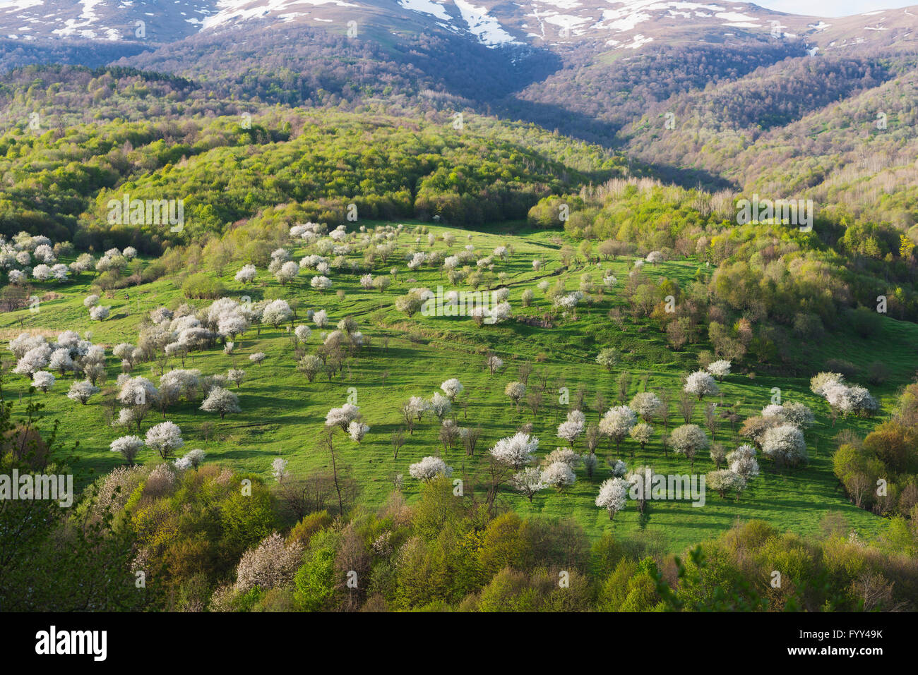 Eurasia, Caucasus region, Armenia, Lori province, rural scenery, mountain cherry blossom Stock Photo