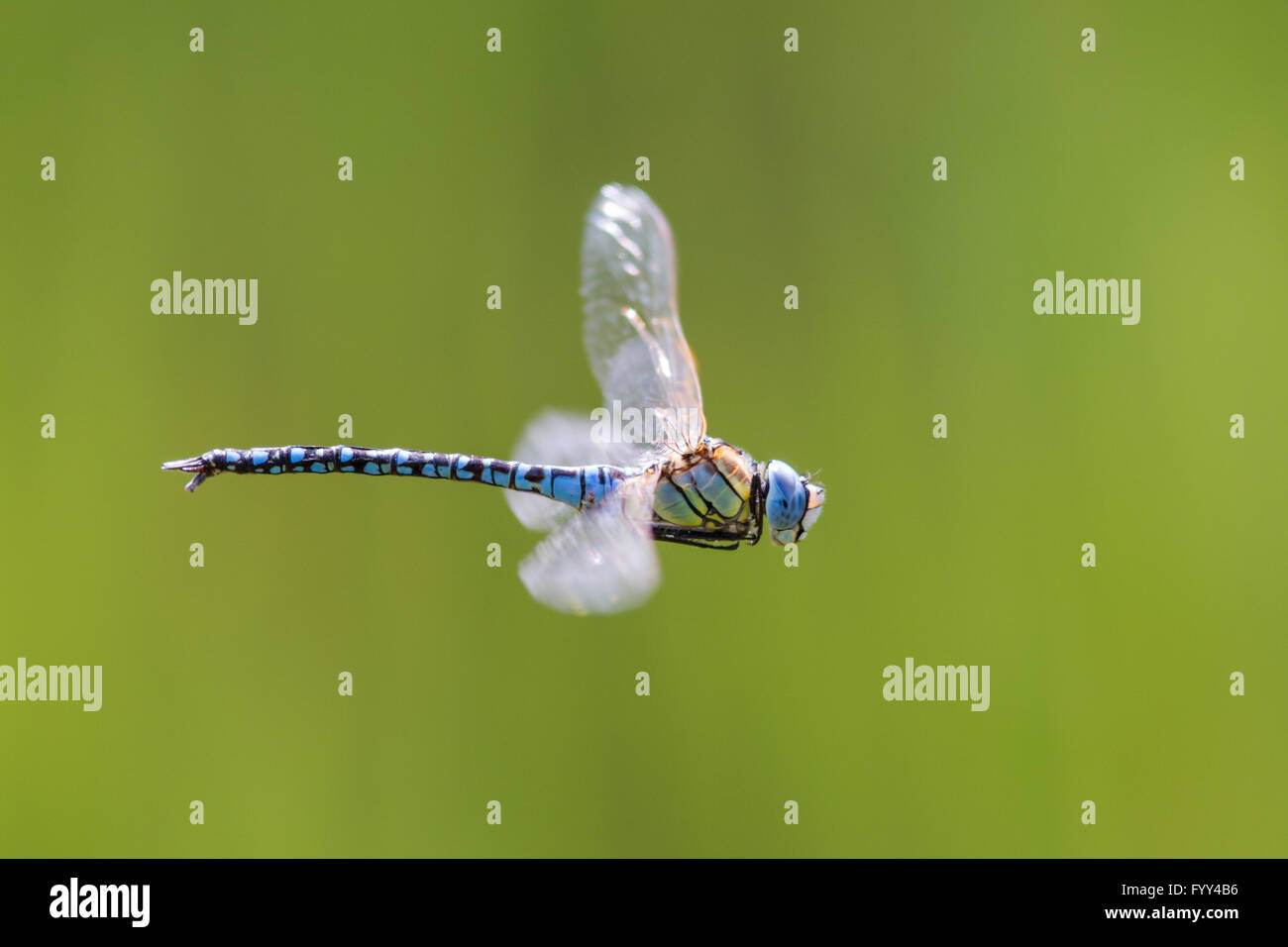 Southern Migrant Hawker dragonfly (Aeshna affinis) in flight Stock Photo