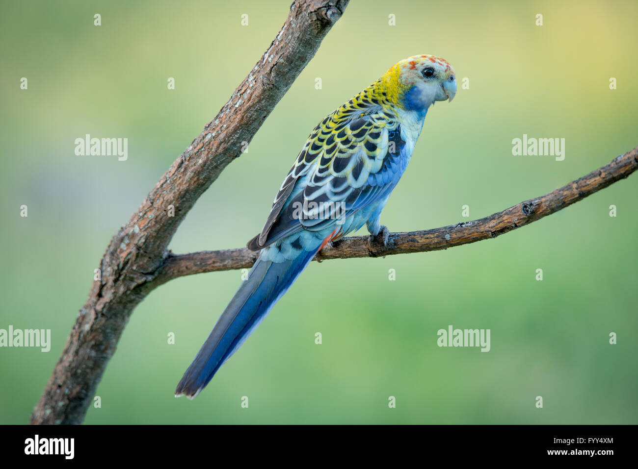 Colourful bird perched on branch, Australia Stock Photo