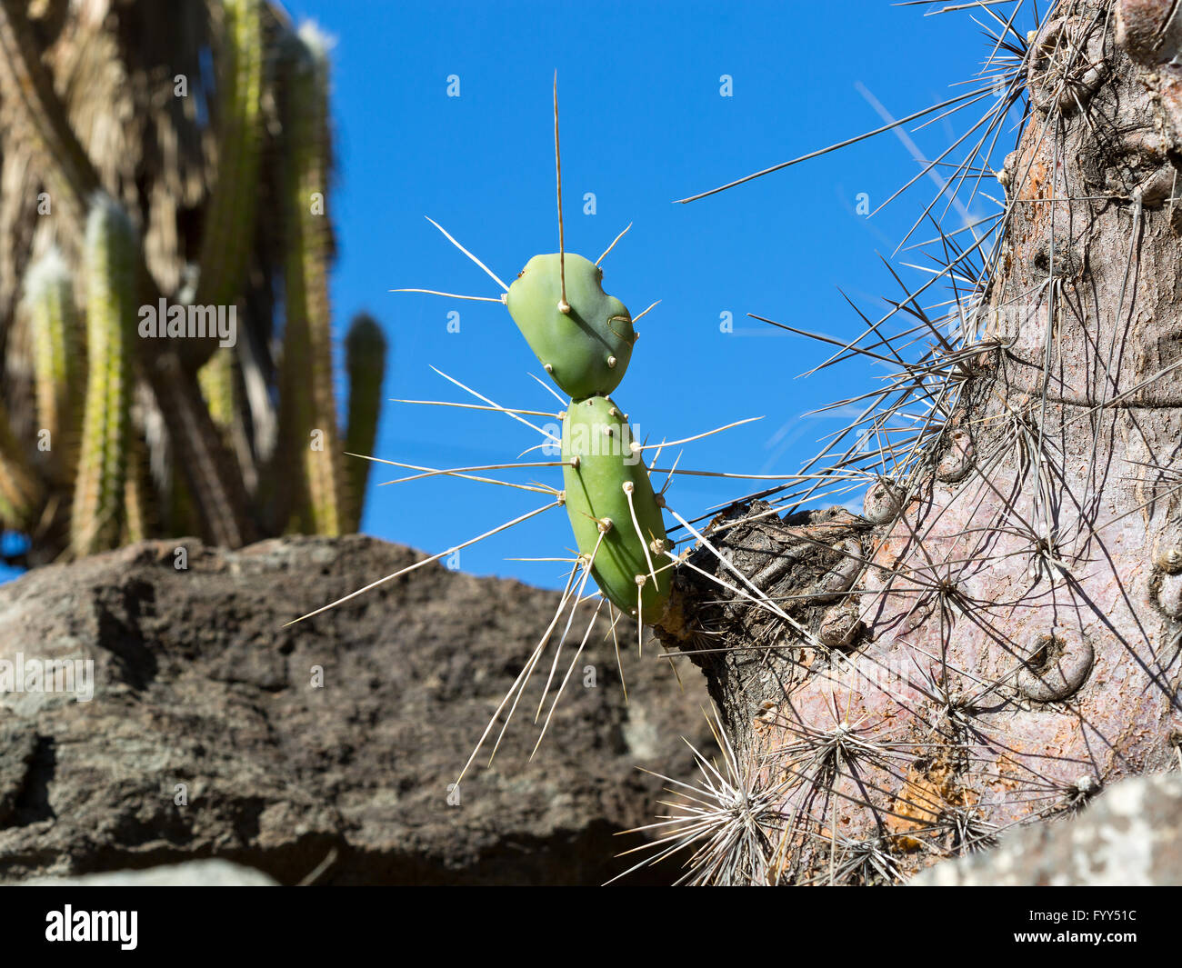 Opuntia quimilo as baby cactus, Canary Islands, spain Stock Photo Alamy