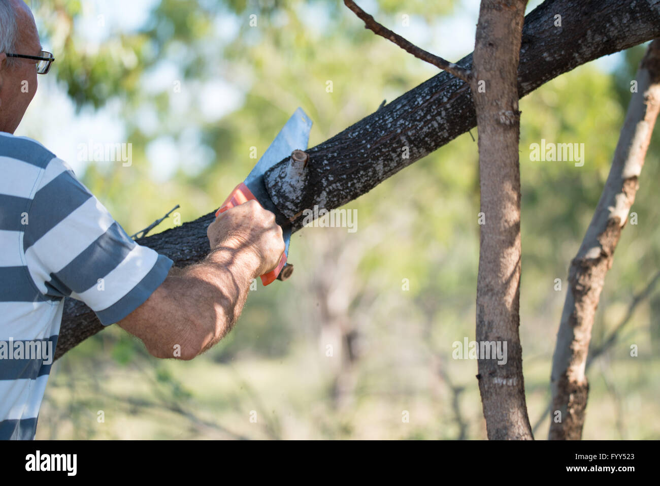 Man cutting branch with a hand saw Stock Photo Alamy