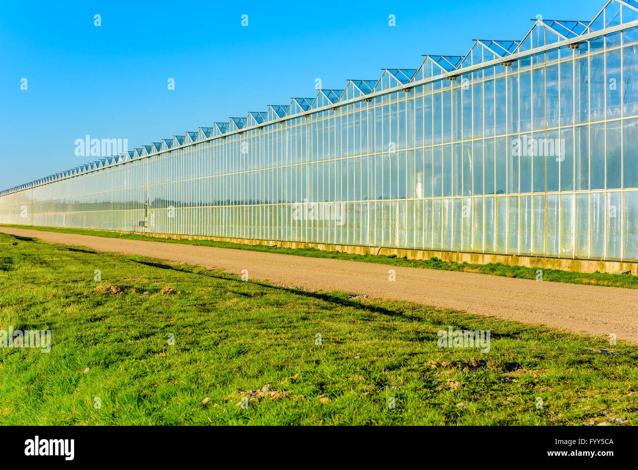 The evening sunshine is making this greenhouse glow with a golden shimmer against a blue sky. Stock Photo