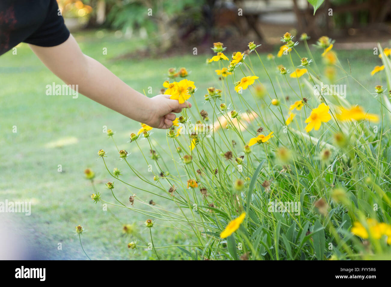 Boy picking yellow flowers from the garden Stock Photo Alamy