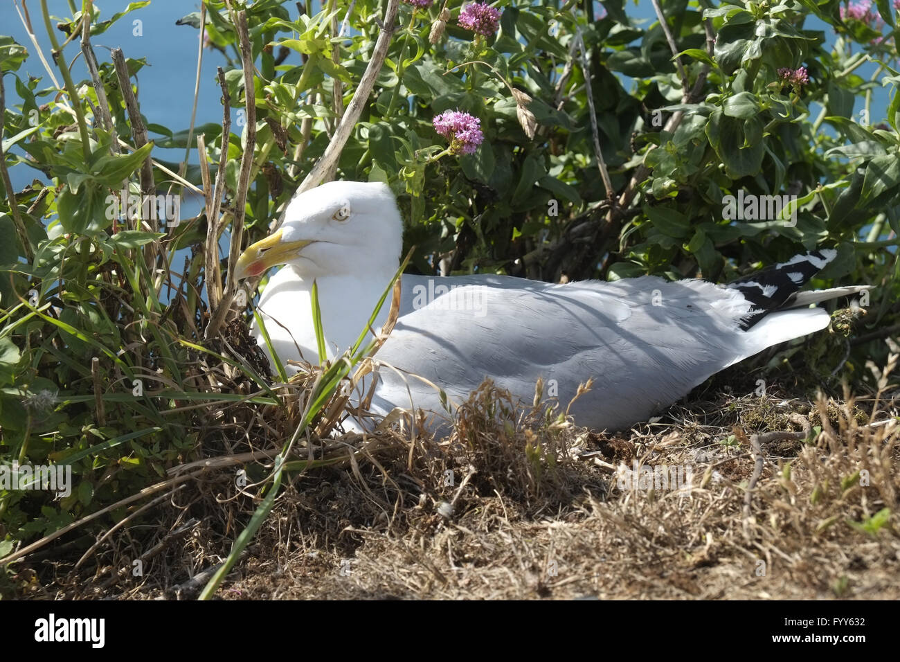 Nistend Hi res Stock Photography And Images Alamy nistend-hi-res-stock-photography-and-images-alamy