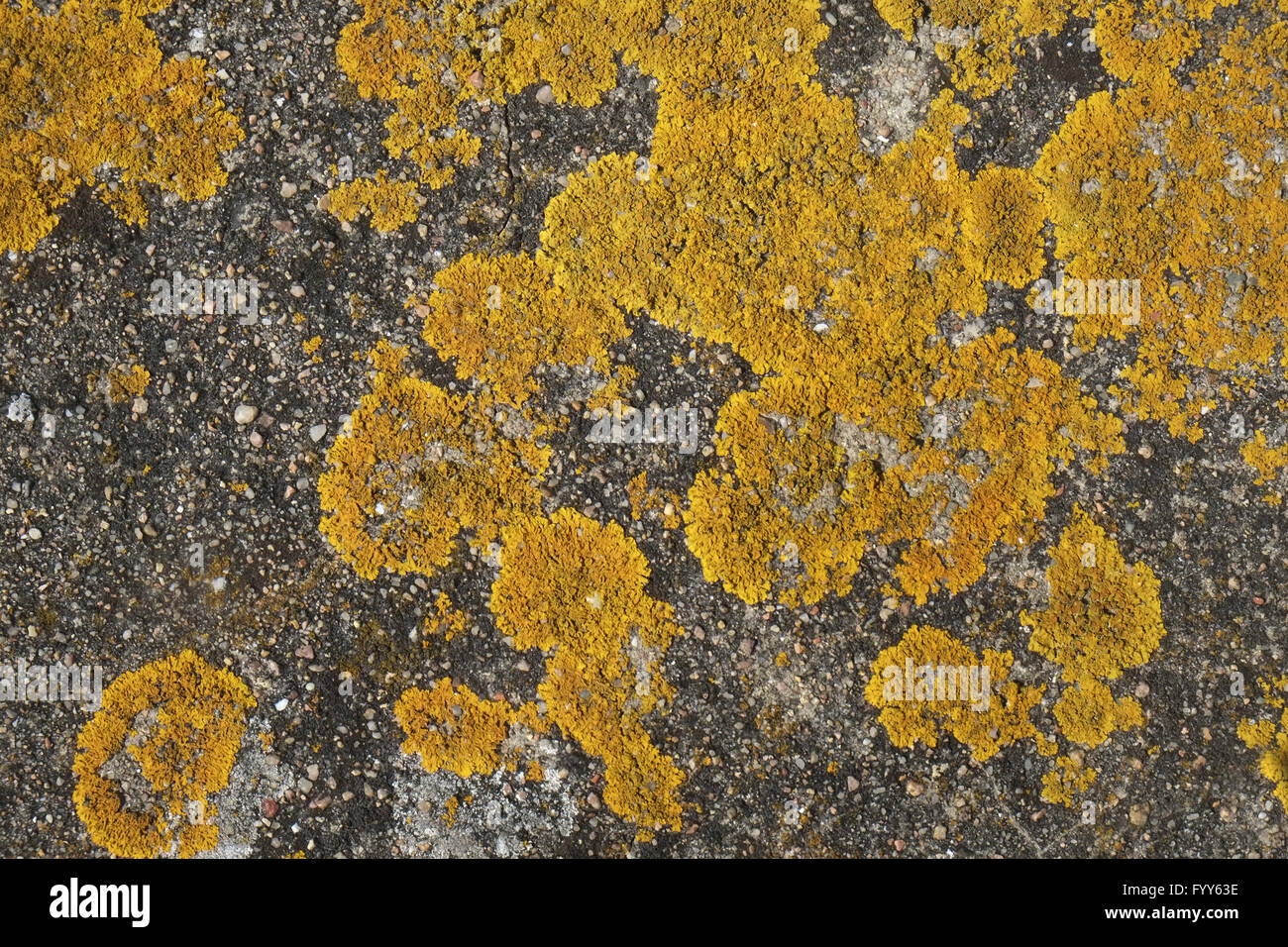 Lichen on stone Stock Photo Alamy