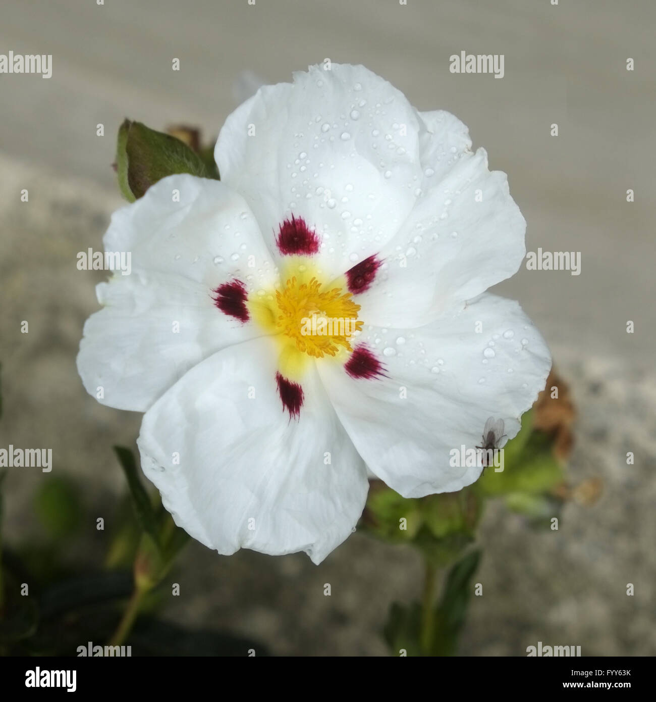 Gum rockrose Stock Photo