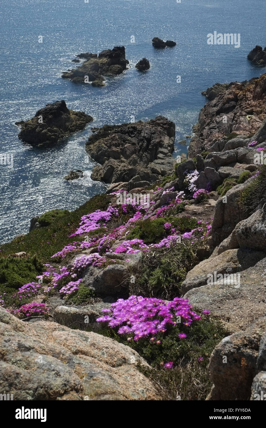 Cliffs with Midday Flowers Stock Photo