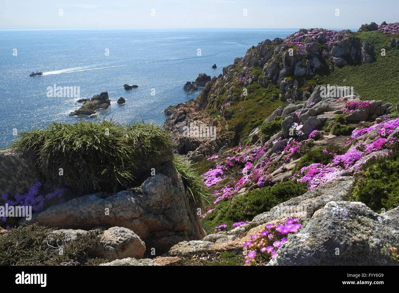 Cliffs with Midday Flowers, Jersey Stock Photo