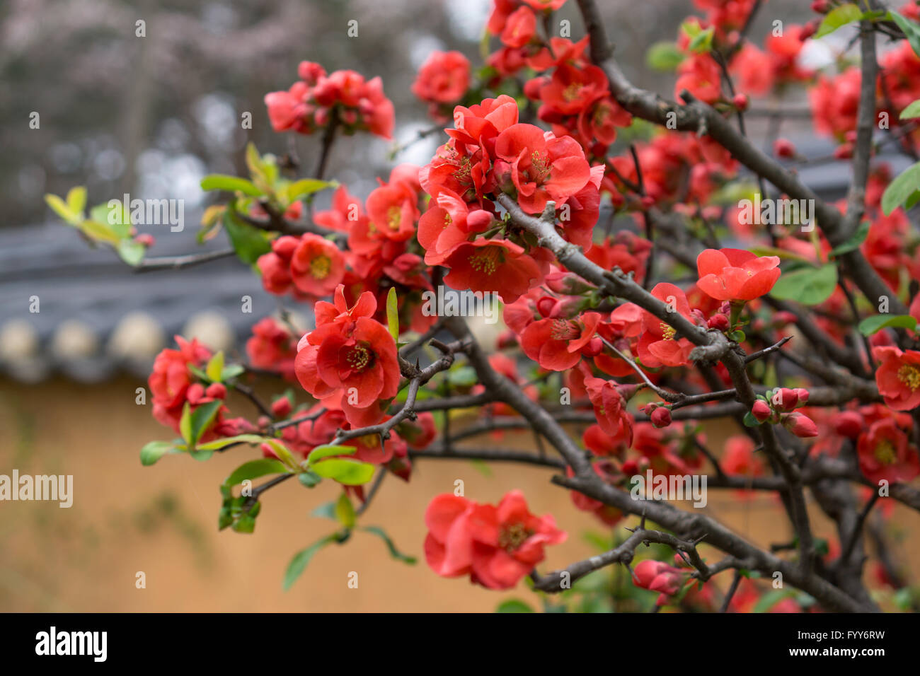 Red flowers camelia japonica hi-res stock photography and images - Alamy