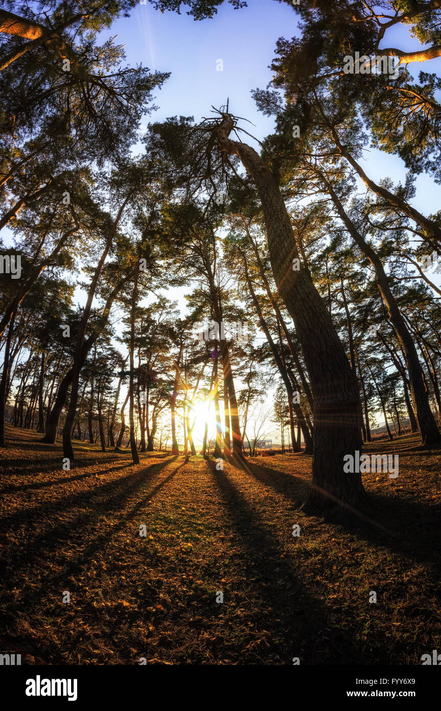 Vertical view beautiful pine forest hi-res stock photography and images ...
