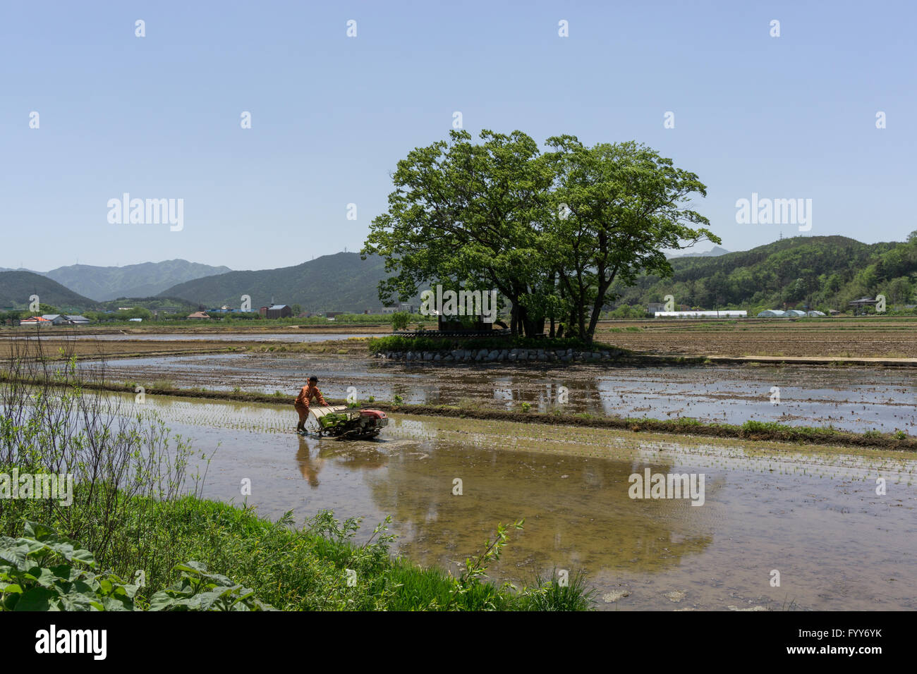 rice farmer in countryside Stock Photo