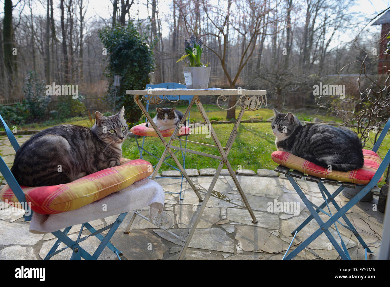 Domestic cat. Three adults lying on chairs standing around a garden table. Germany Stock Photo