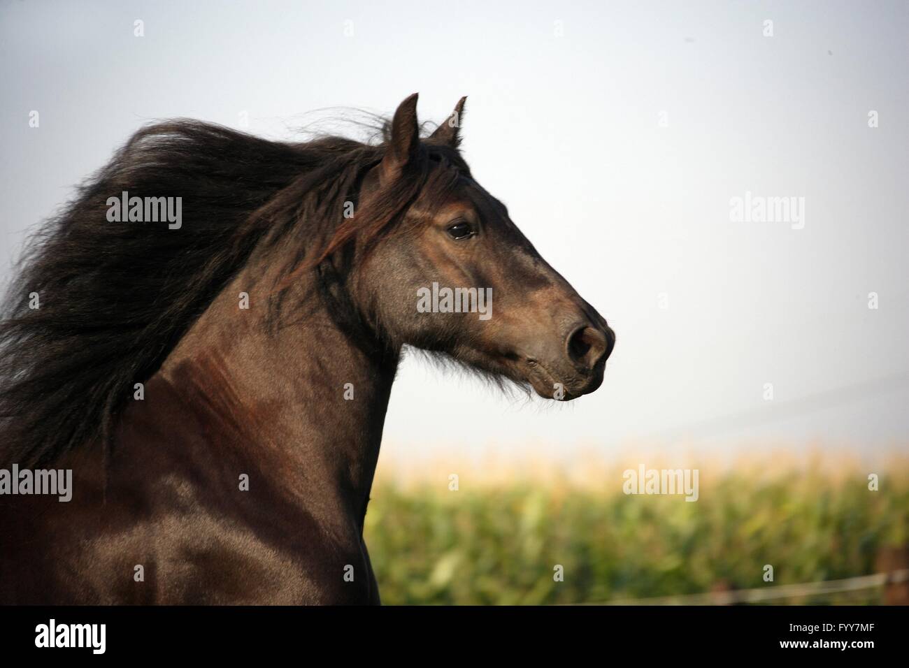 Fell Pony. Portrait of a gelding with mane flowing. Austria Stock Photo