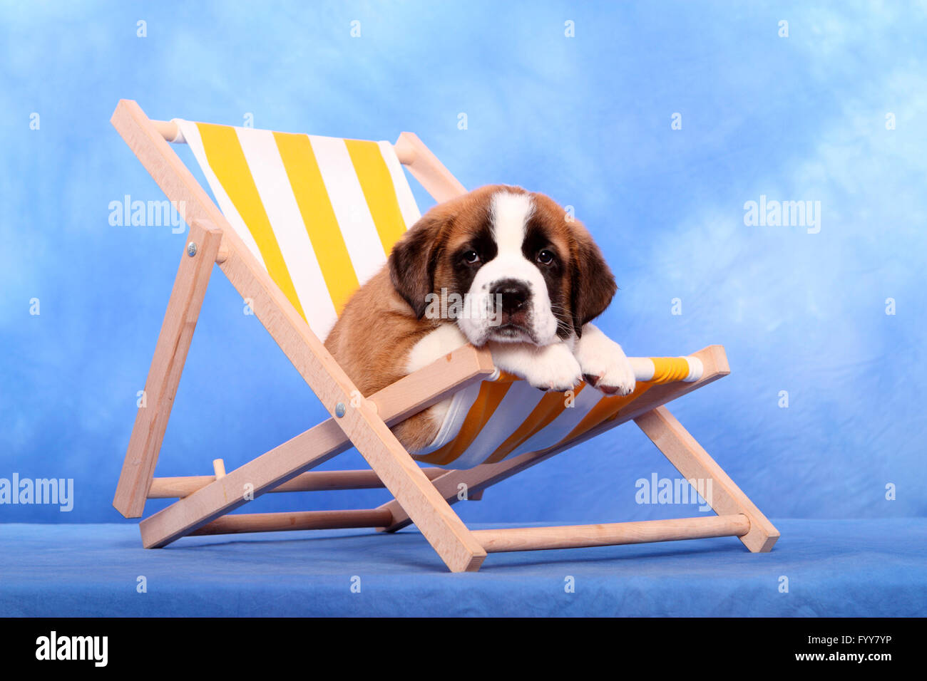 dog deck chair
