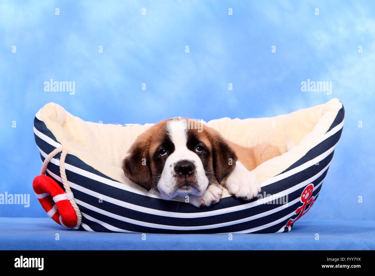 St. Bernard Dog. Puppy (7 weeks old) in a pet bed shaped like a boat