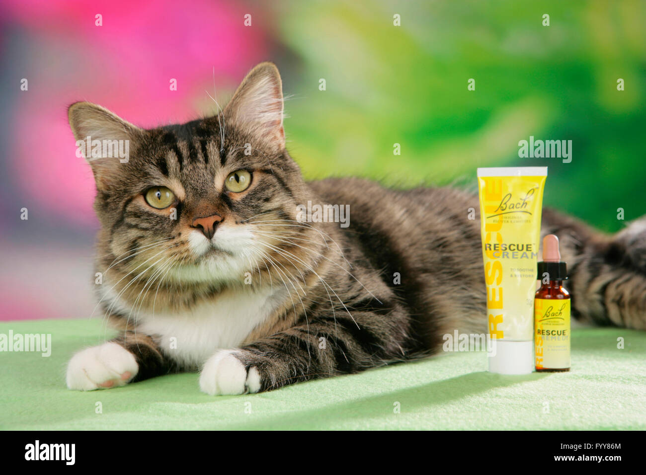 bach remedy for cats