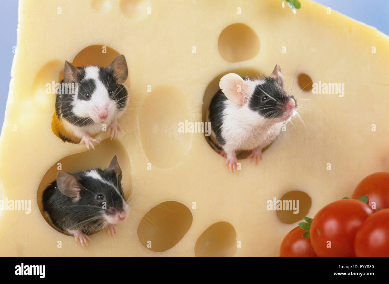 Fancy Mouse. Three mice in a piece of Emmental cheese. Studio picture. Germany Stock Photo Alamy