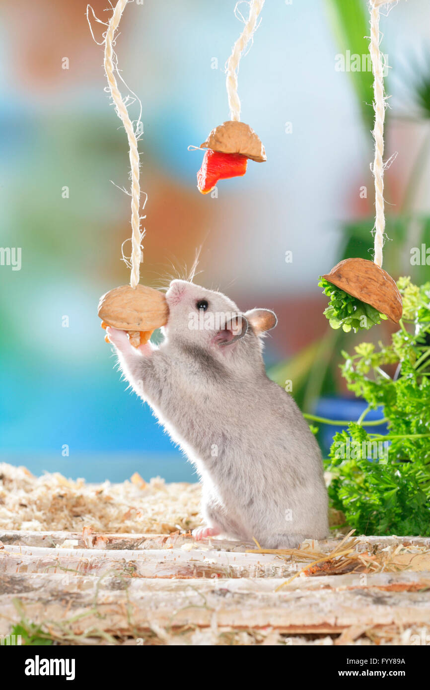 Golden Hamster, Pet Hamster (Mesocricetus auratus). Adult eating