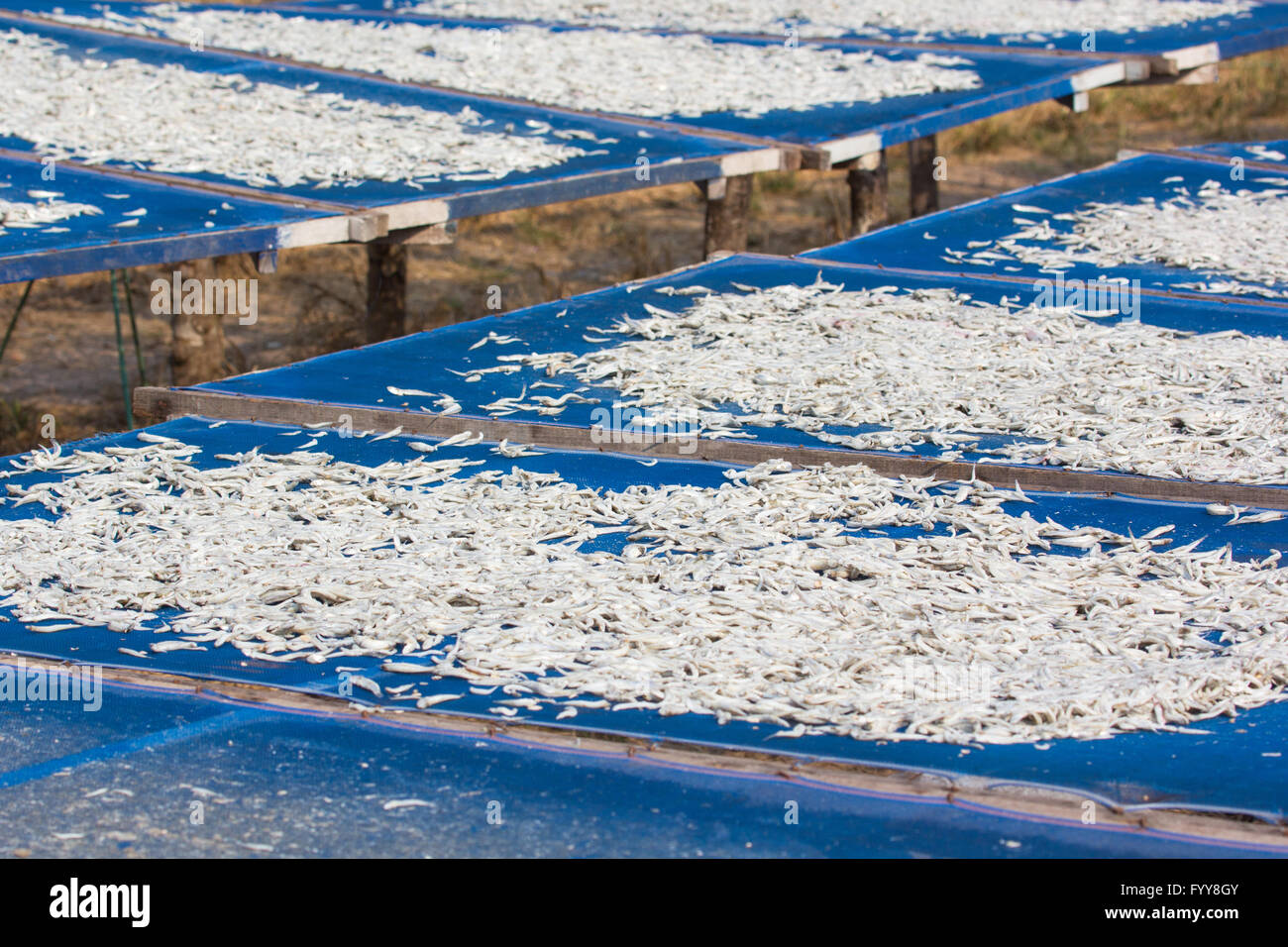 Small salted fish dried under the sun in Chanthaburi province, Thailand Stock Photo