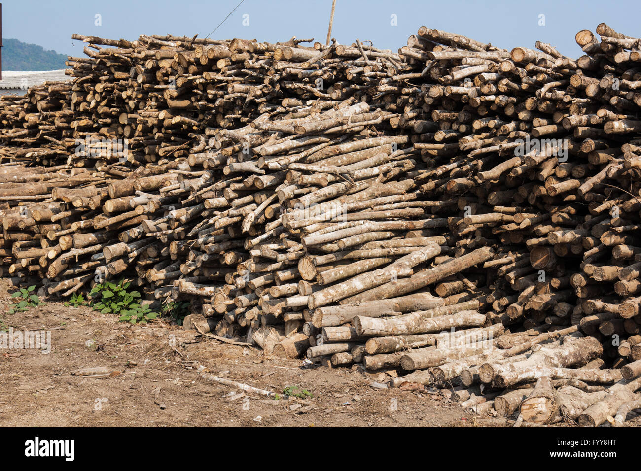 Pile of small wood logs on land Stock Photo