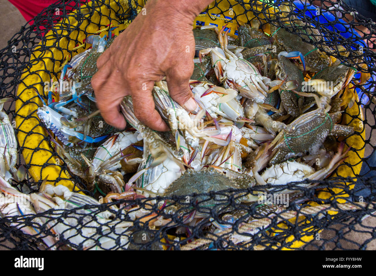 Crab is catched in the basket Stock Photo Alamy