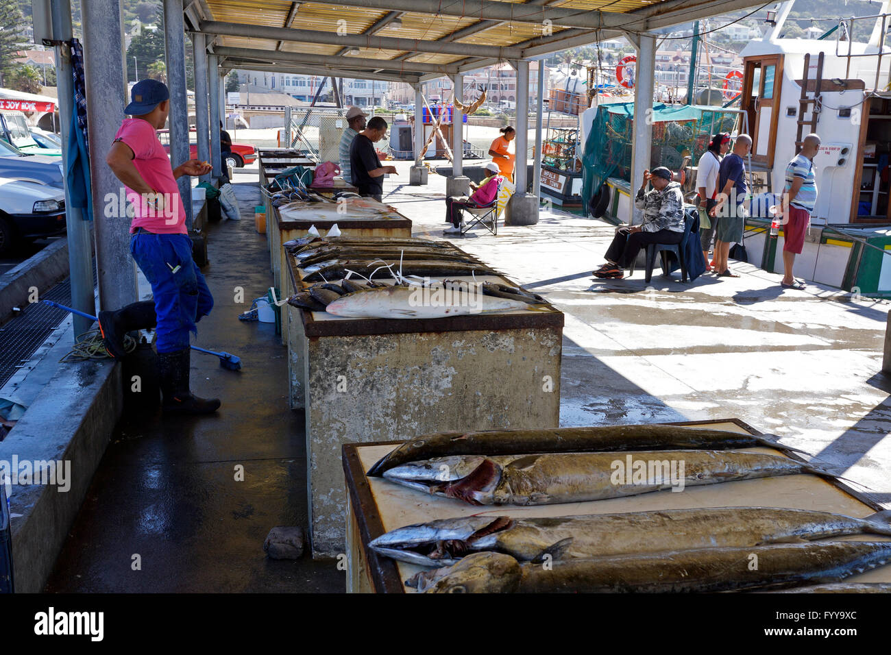 Freshly caught Snoek (Thyrsites atun ) and other fish for sale at the fish market at Kalk Bay harbour in South Africa. Stock Photo