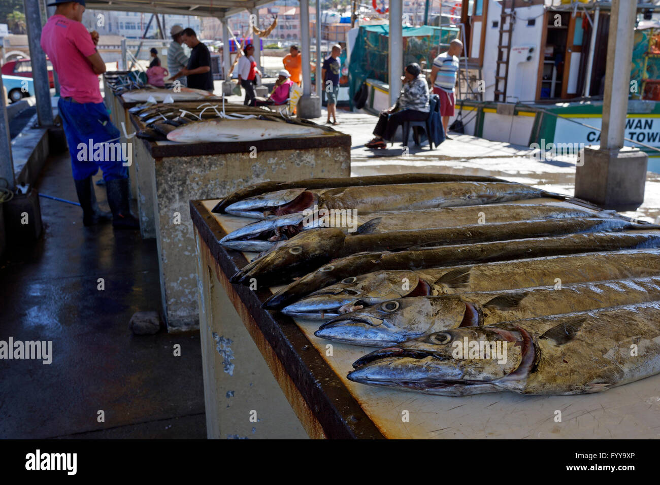 Freshly caught Snoek (Thyrsites atun ) for sale at the fish market at Kalk Bay harbour in South Africa. Stock Photo
