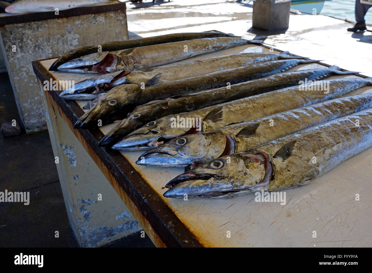 Freshly caught Snoek (Thyrsites atun ) for sale at the fish market at Kalk Bay harbour in South Africa. Stock Photo