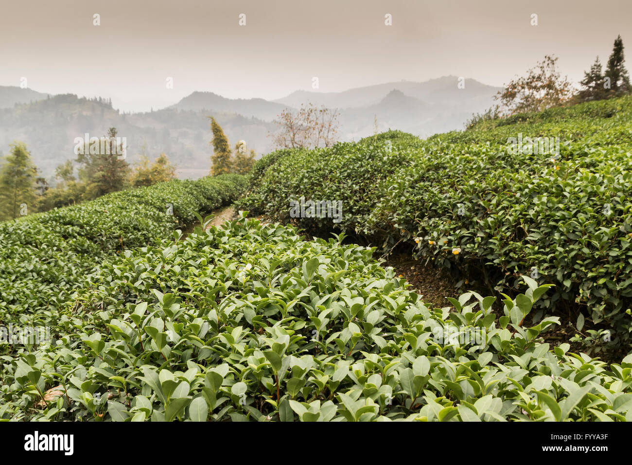A panoramic view of a tea plantation in the countryside just outside the city of Xiamen in China Stock Photo