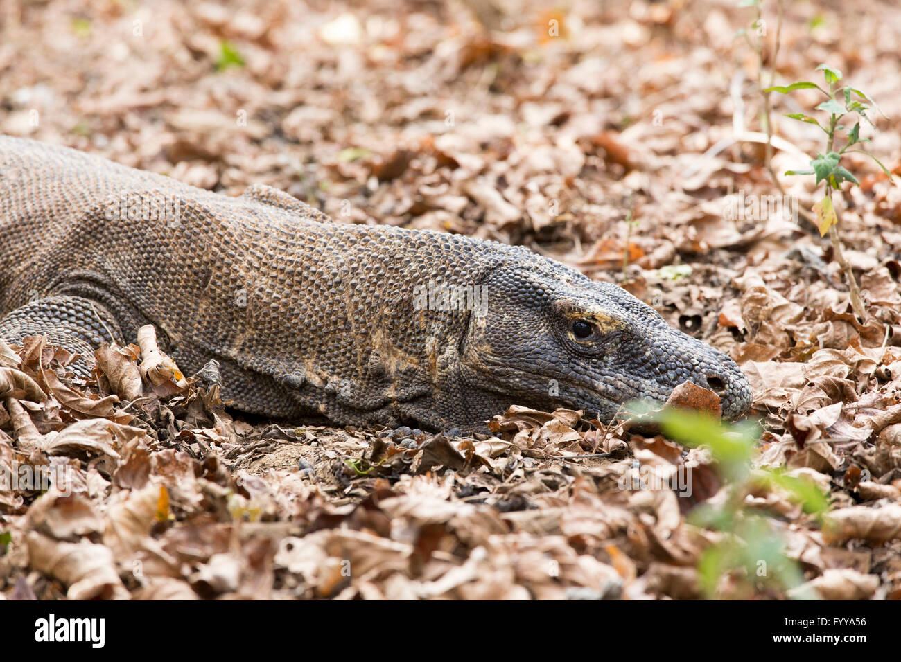 Komodo Dragon, the largest lizard in the world Stock Photo - Alamy