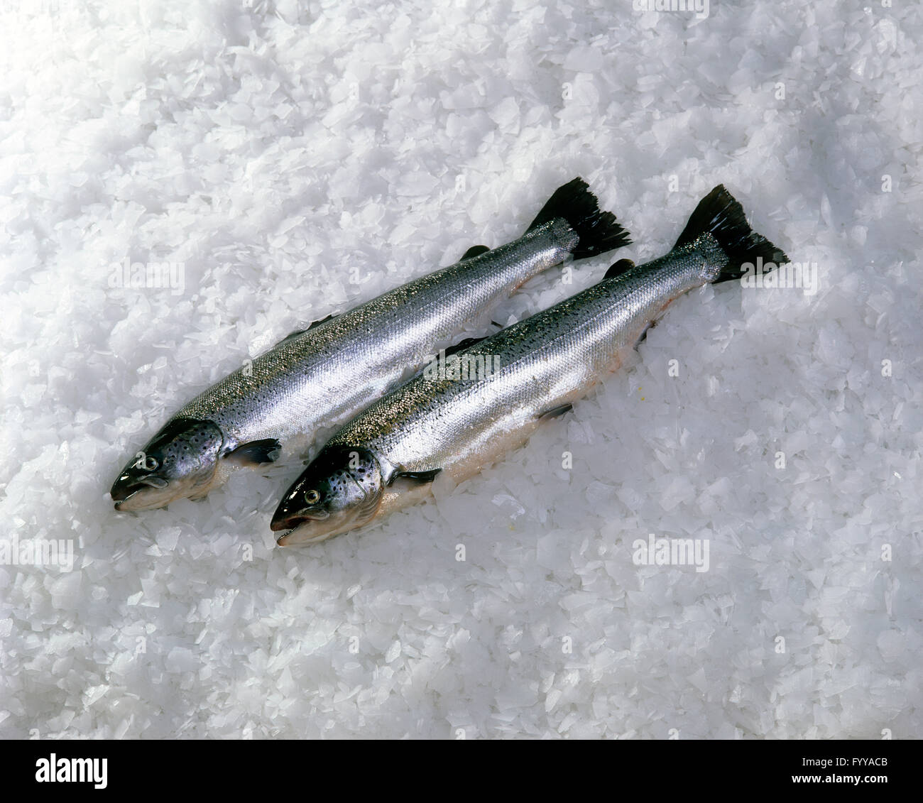 Two fish on ice, indoors. Stock Photo